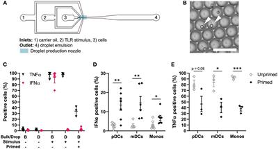 Unraveling IFN-I response dynamics and TNF crosstalk in the pathophysiology of systemic lupus erythematosus